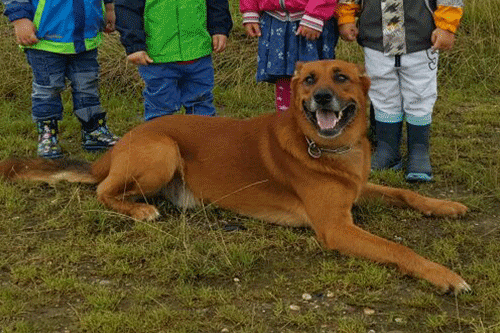 Saskia Goertz - Tagesmuter - Hund mit Kindern im Feld